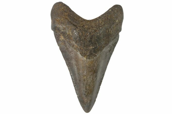 Juvenile Megalodon Tooth - North Carolina #176198